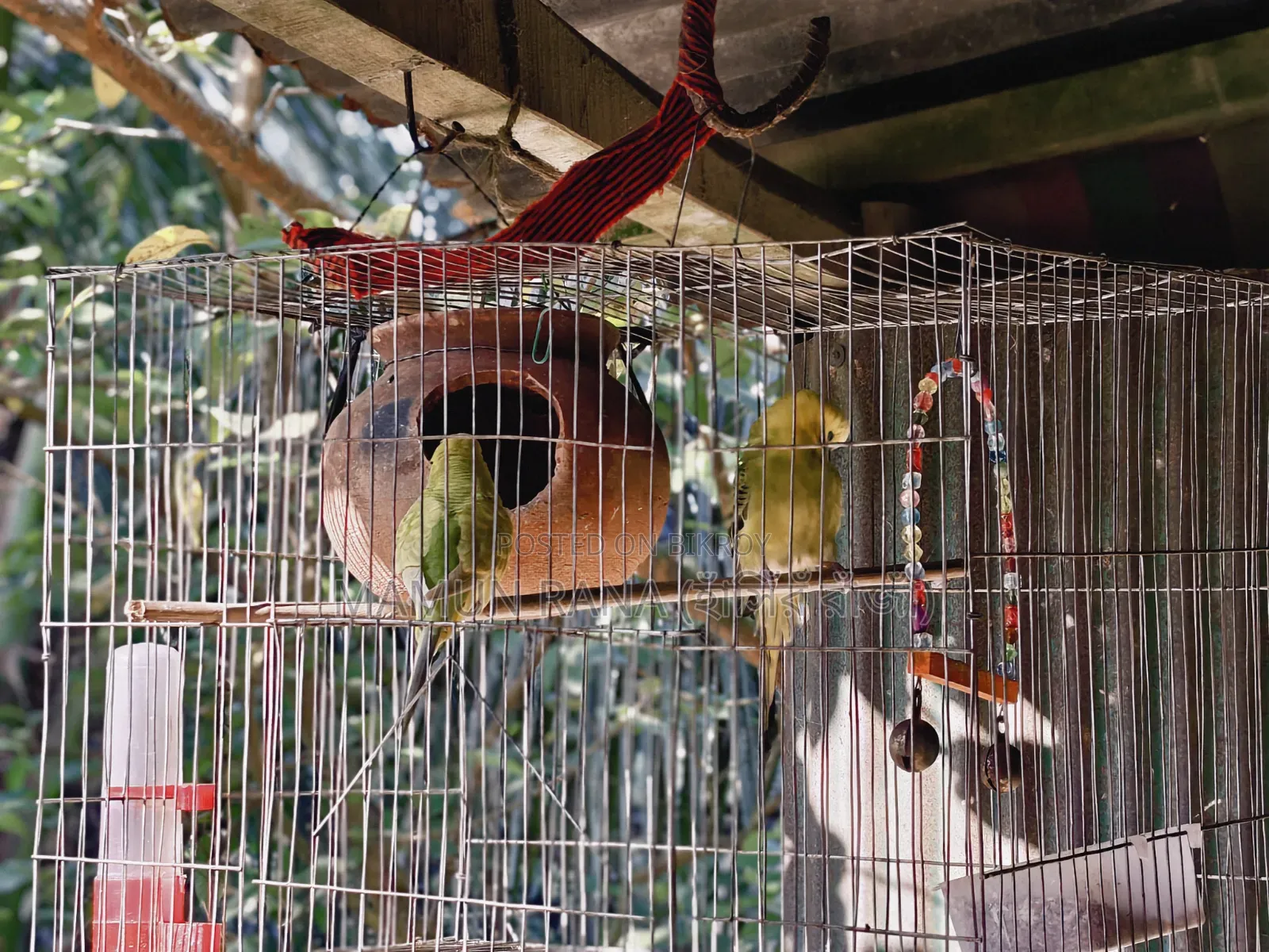 বাজরিগার ফুল সেটআপ সহ