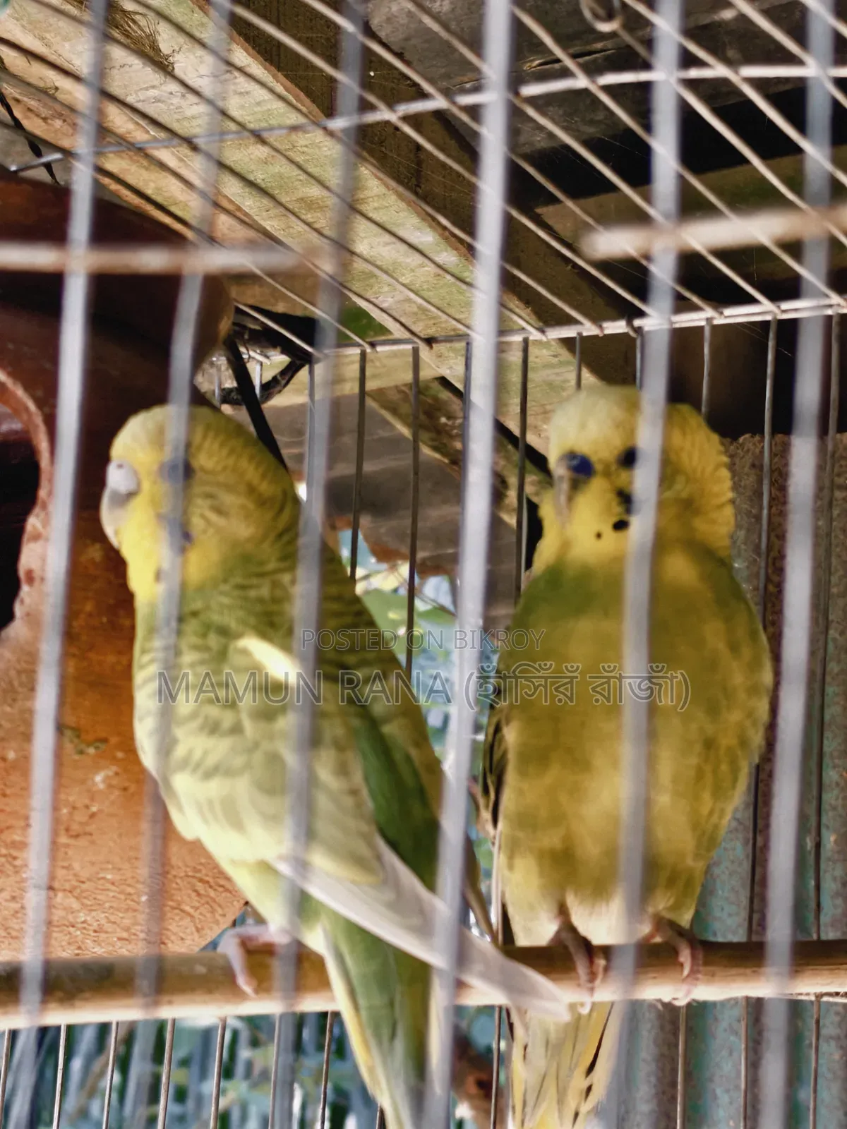 বাজরিগার ফুল সেটআপ সহ