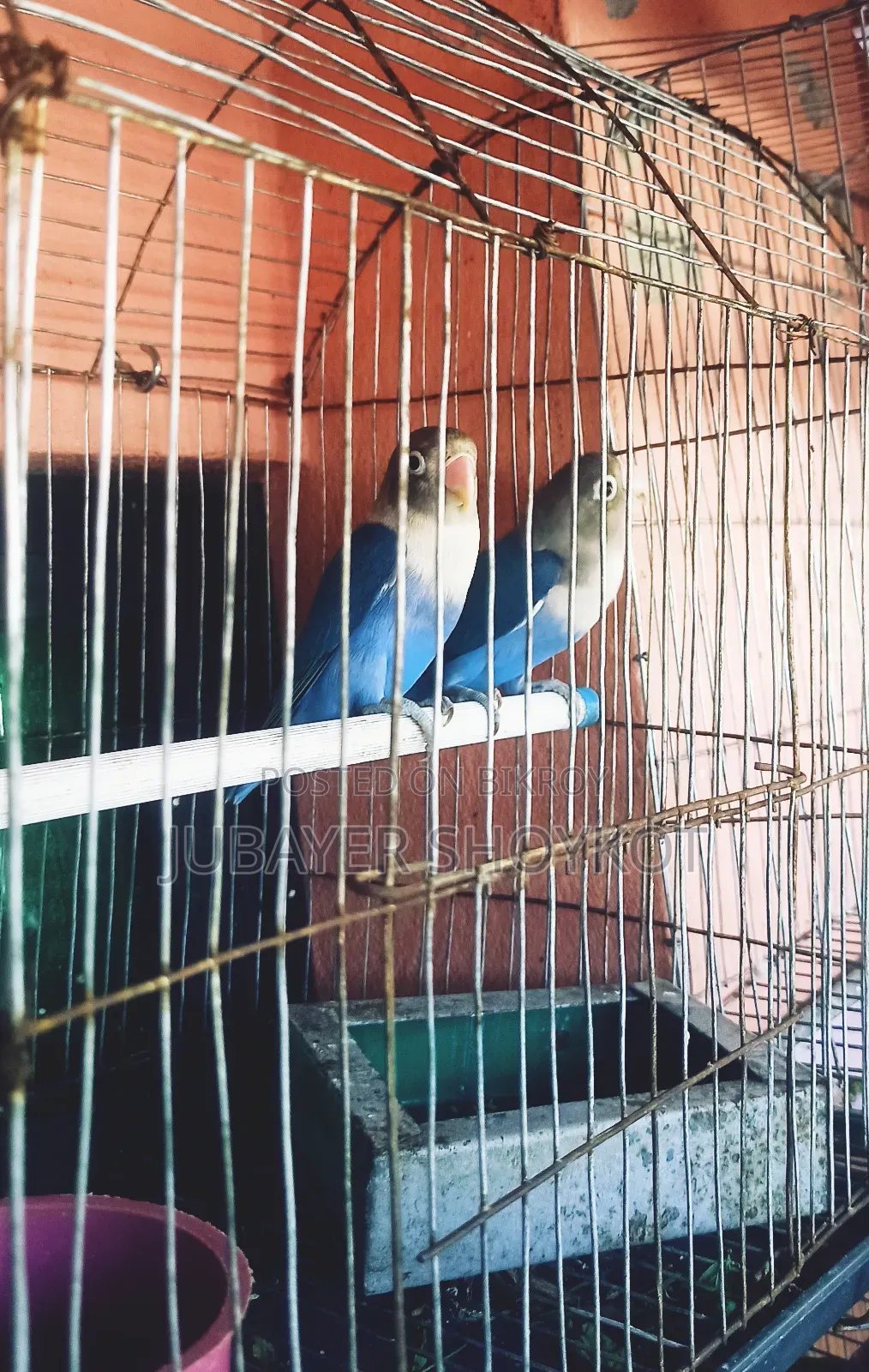 আসসালামু আলাইকুম, ১ জোড়া লাভবার্ড বিক্রি হবে