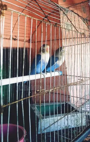 আসসালামু আলাইকুম, ১ জোড়া লাভবার্ড বিক্রি হবে