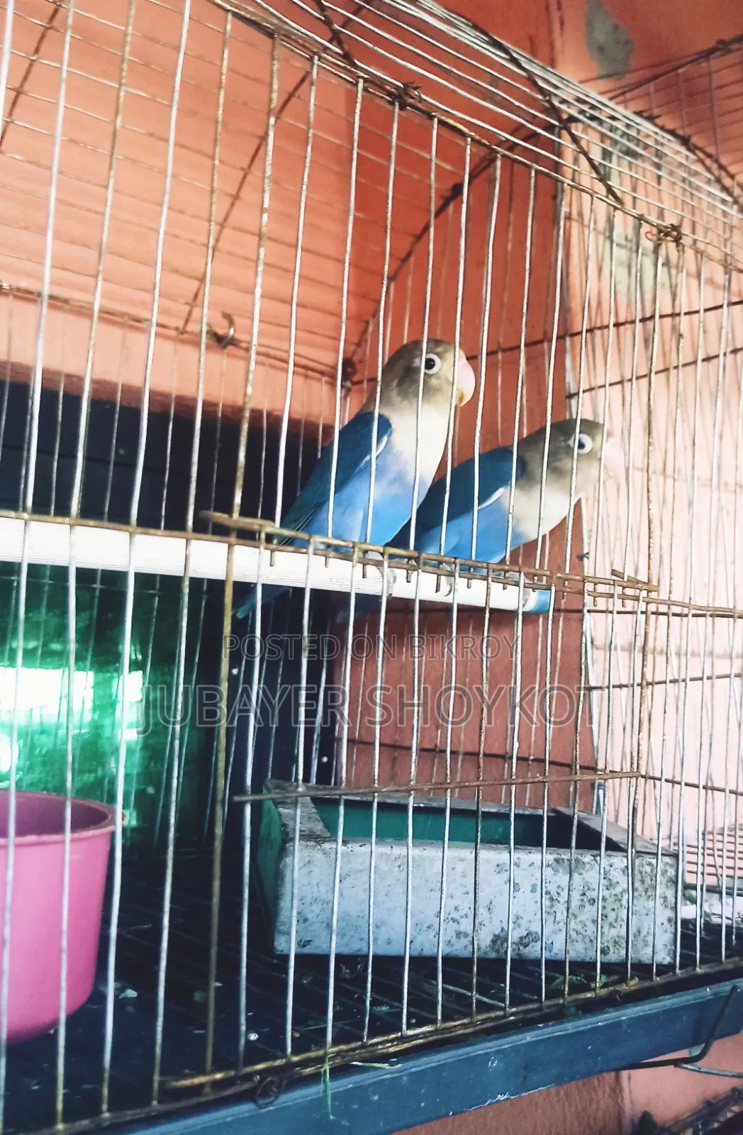 আসসালামু আলাইকুম, ১ জোড়া লাভবার্ড বিক্রি হবে