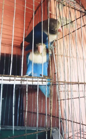 আসসালামু আলাইকুম, ১ জোড়া লাভবার্ড বিক্রি হবে