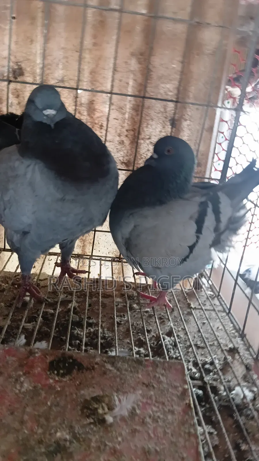 Pigeons for Sale