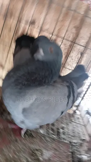 Pigeons for Sale