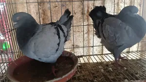 Pigeons for Sale