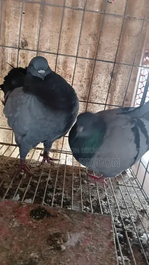 Pigeons for Sale