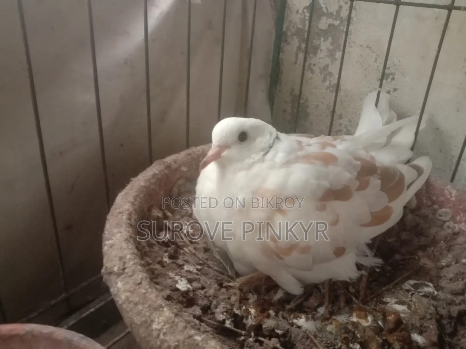 Australian Dove With Egg