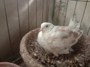 Australian Dove With Egg