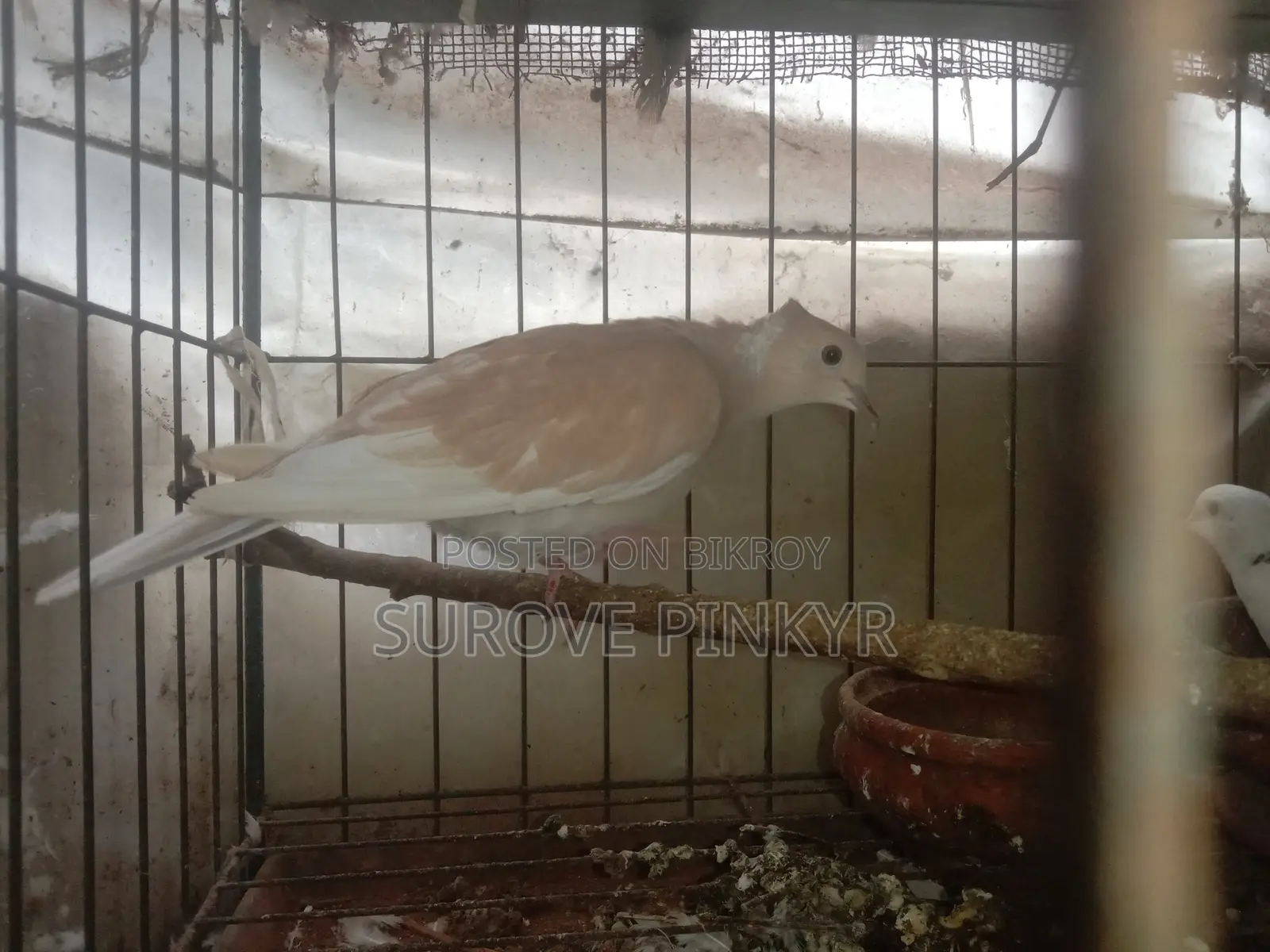 Australian Dove With Egg