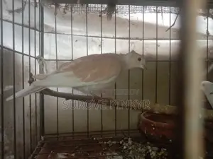 Australian Dove With Egg