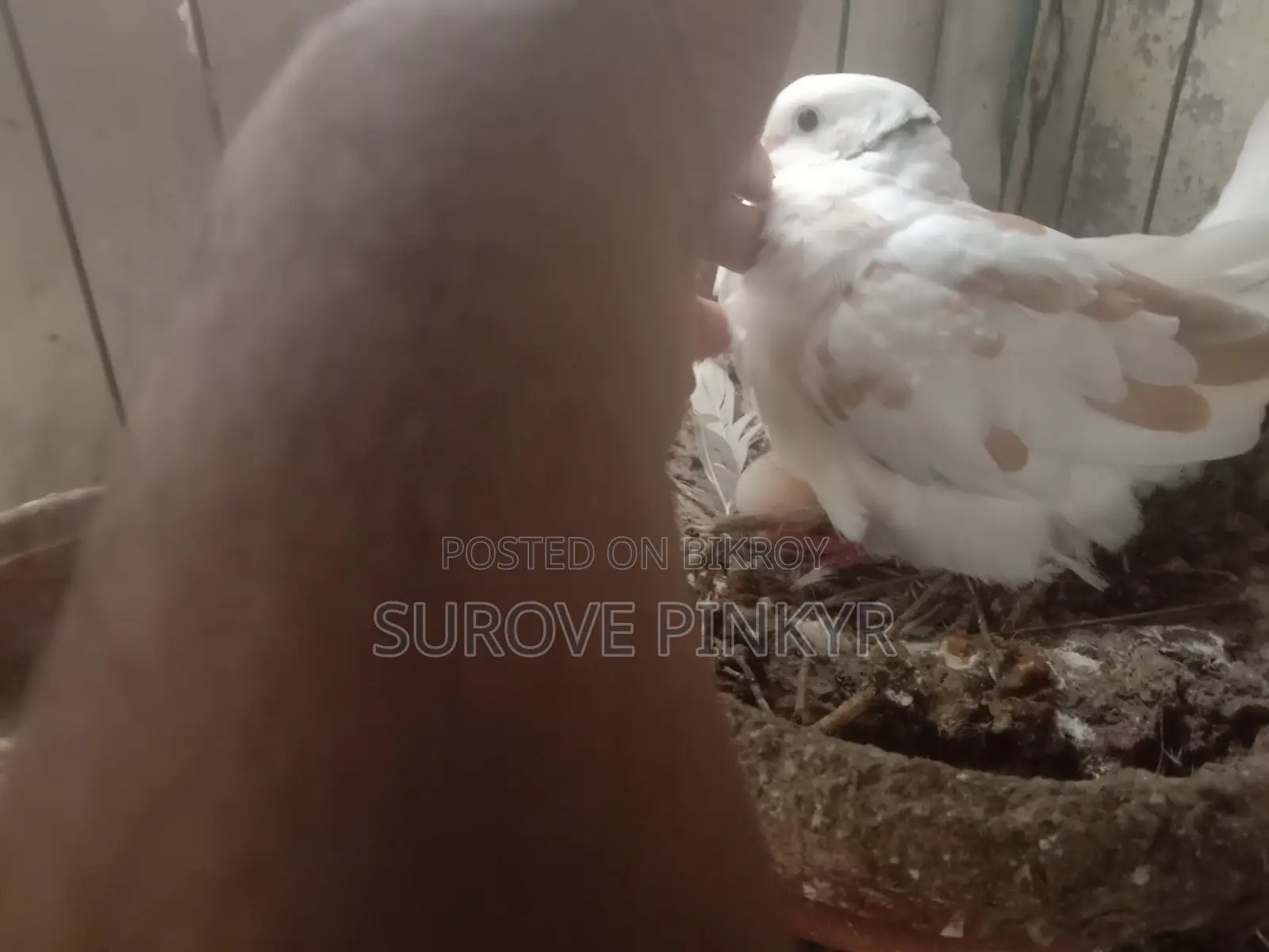 Australian Dove With Egg