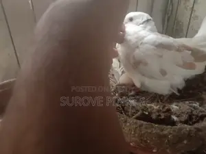 Australian Dove With Egg