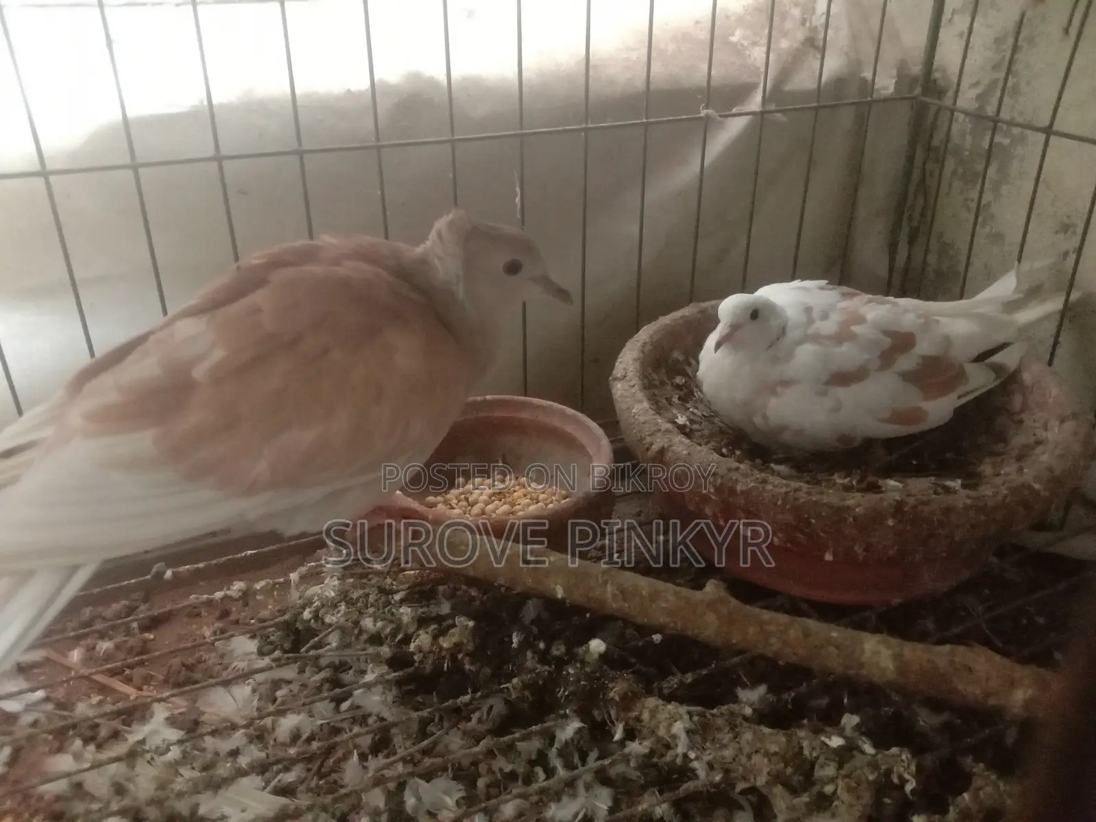 Australian Dove With Egg