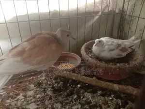 Australian Dove With Egg
