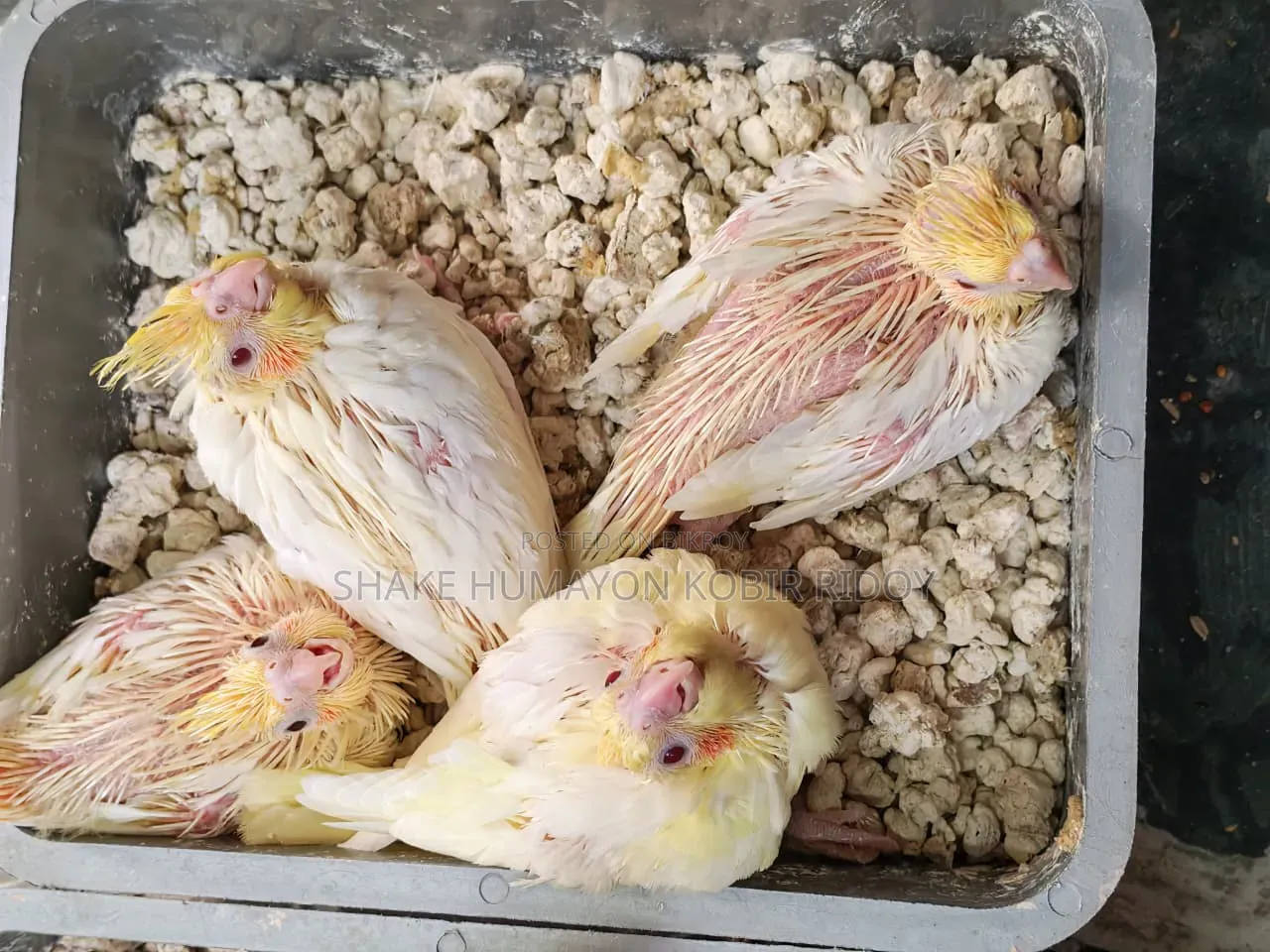Cockatiel Tame Size Baby