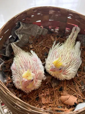 Cockatiel Tame Size Baby