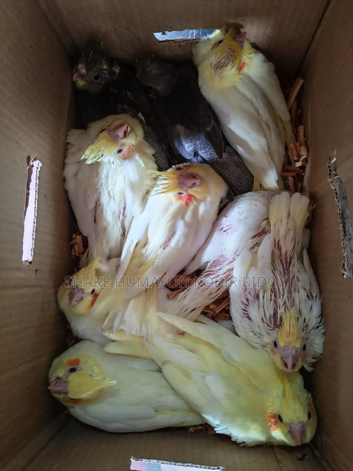 Cockatiel Tame Size Baby