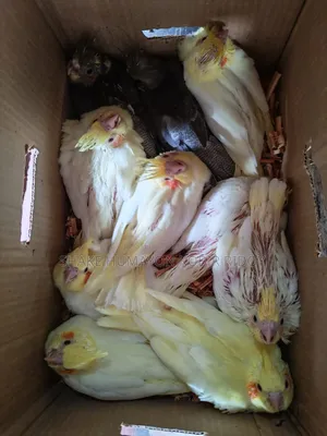 Cockatiel Tame Size Baby