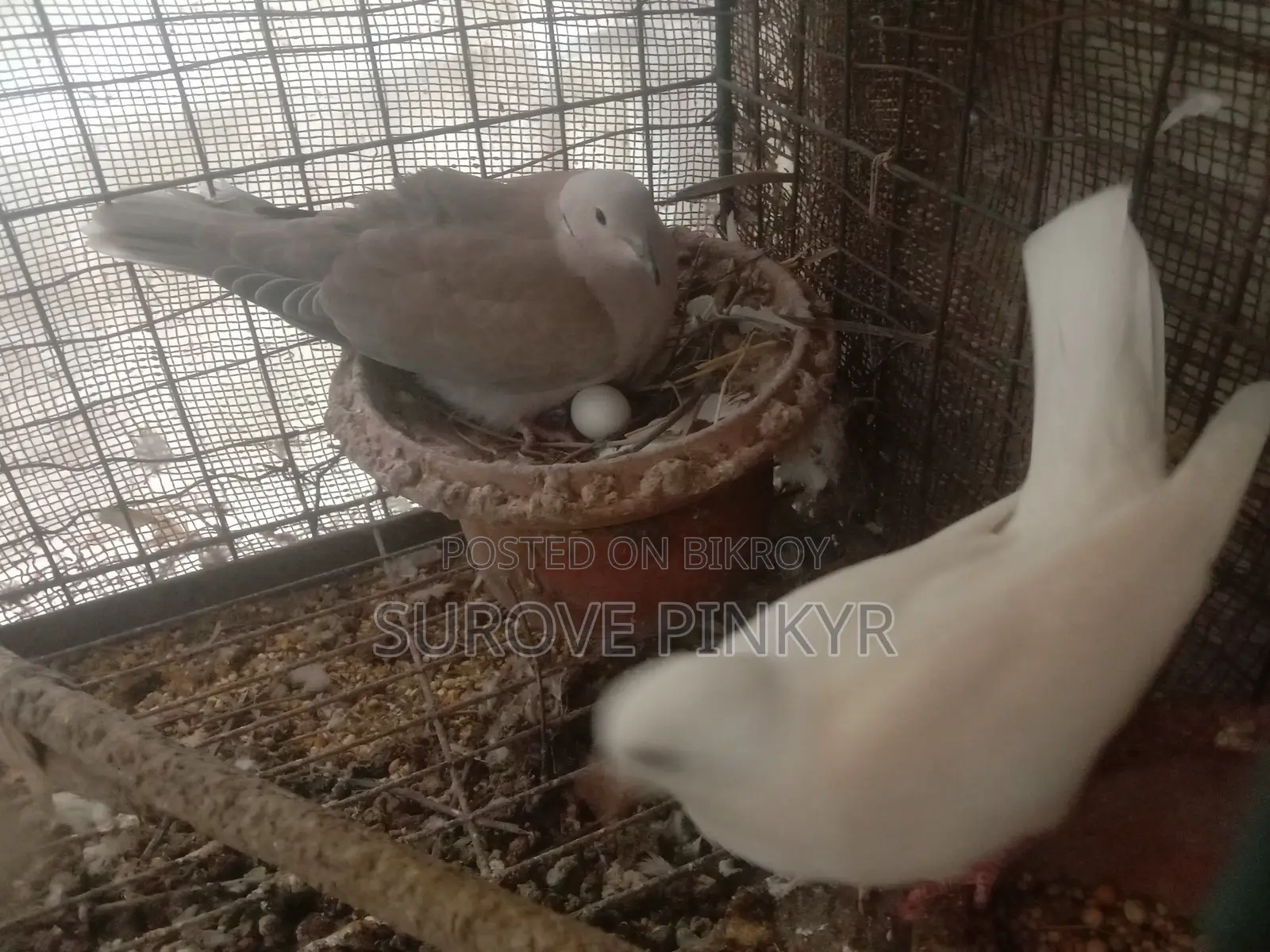 Australian Dove With Egg