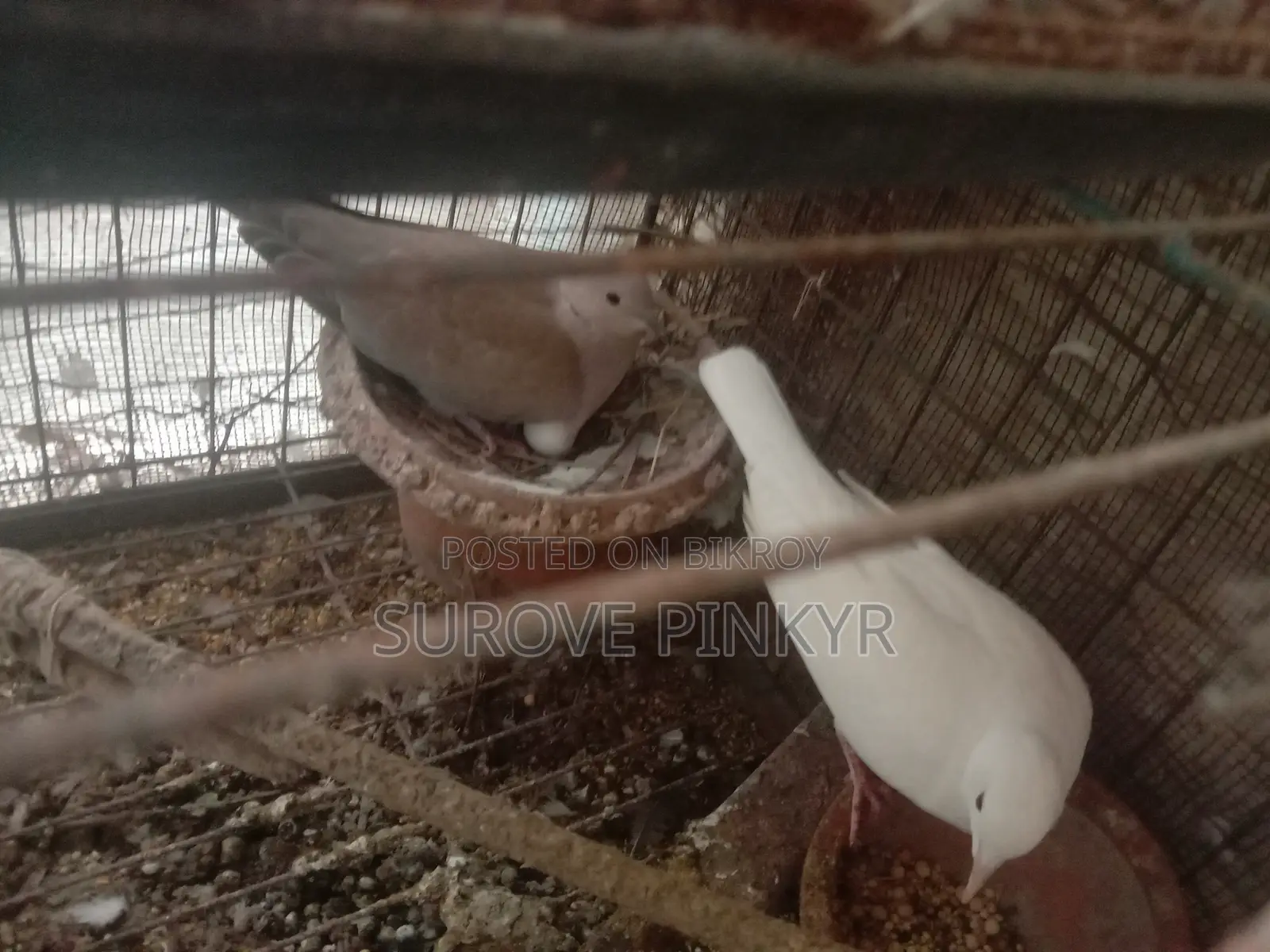 Australian Dove With Egg