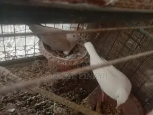Australian Dove With Egg