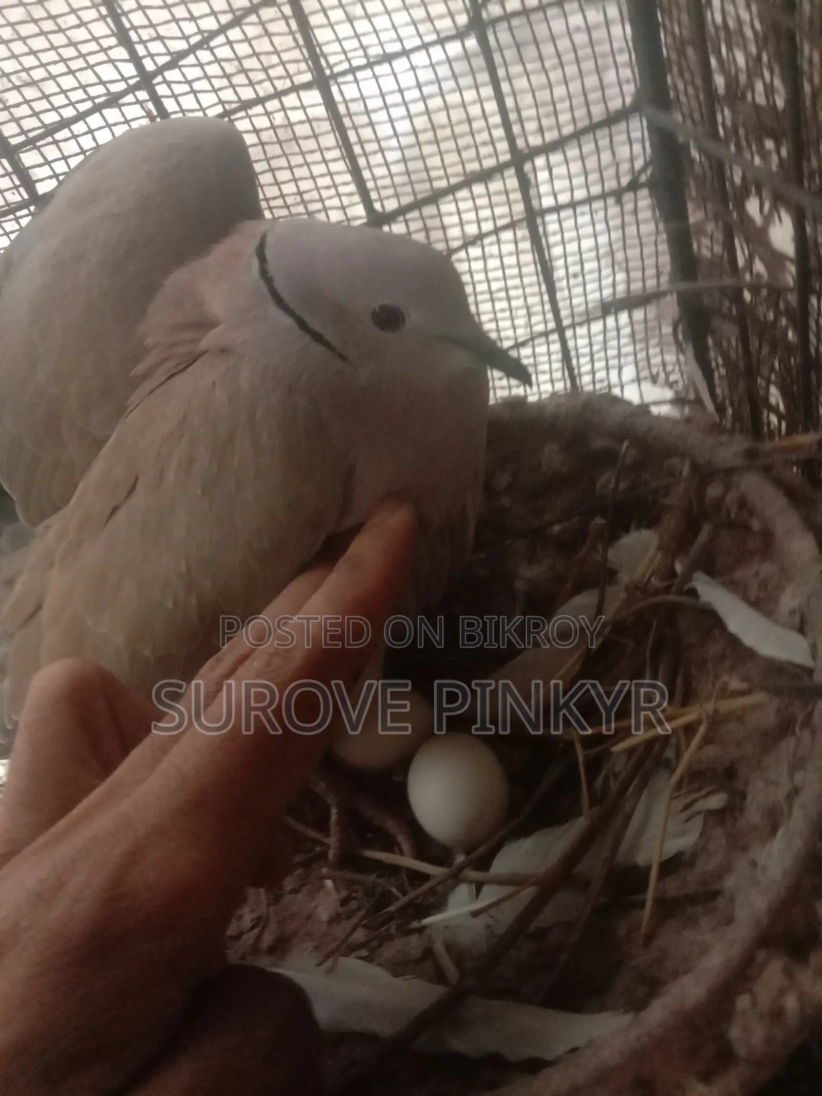 Australian Dove With Egg