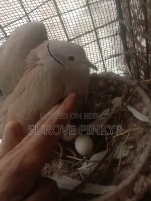 Australian Dove With Egg
