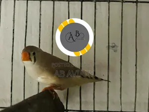 Fawn Zebra Finch Female