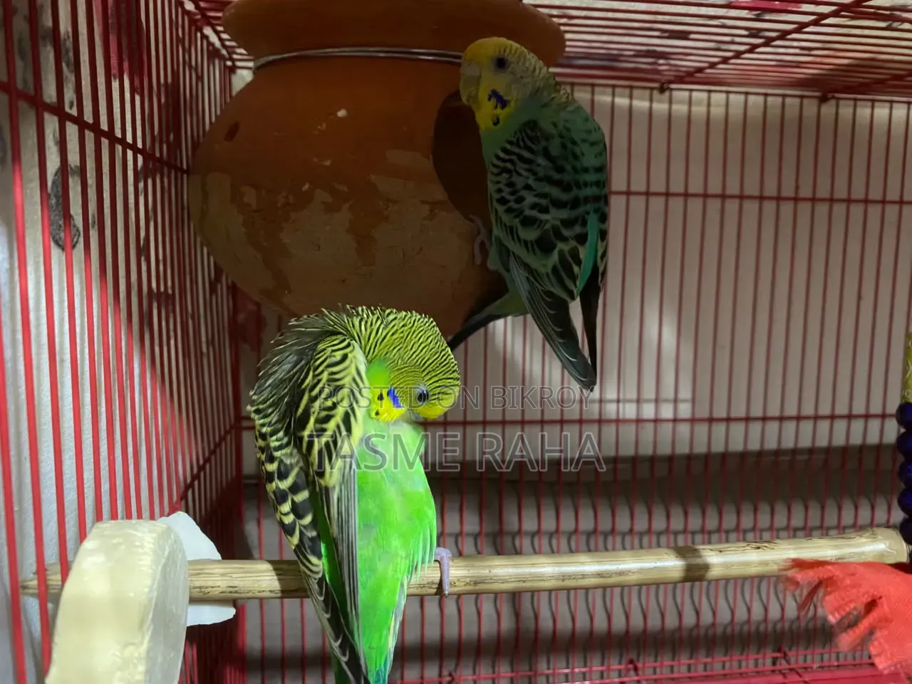 Beautiful Budgies