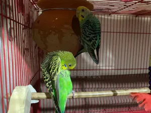 Beautiful Budgies