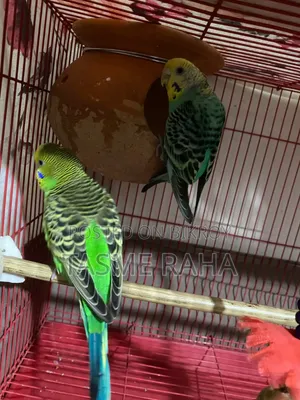 Beautiful Budgies