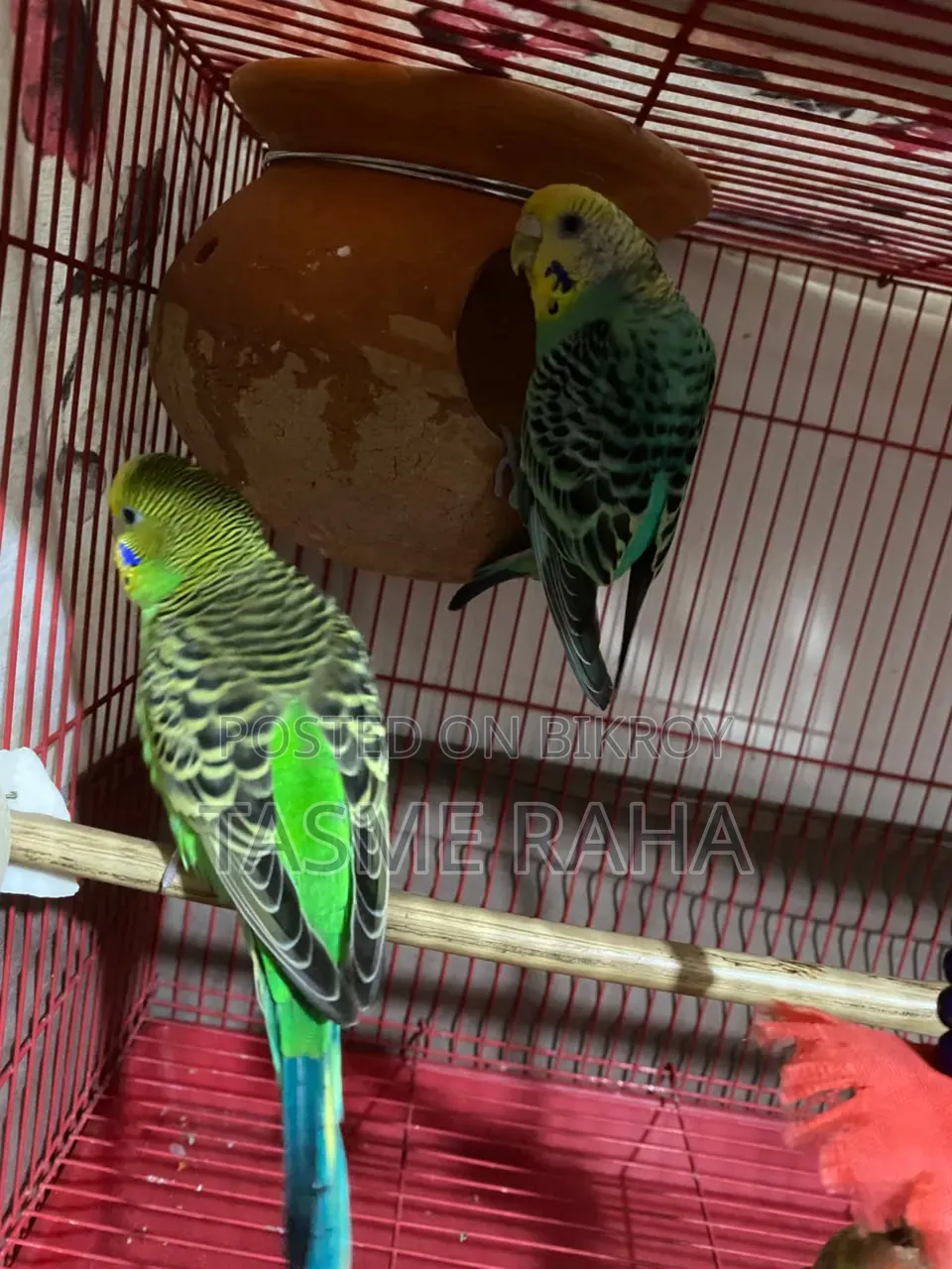 Beautiful Budgies