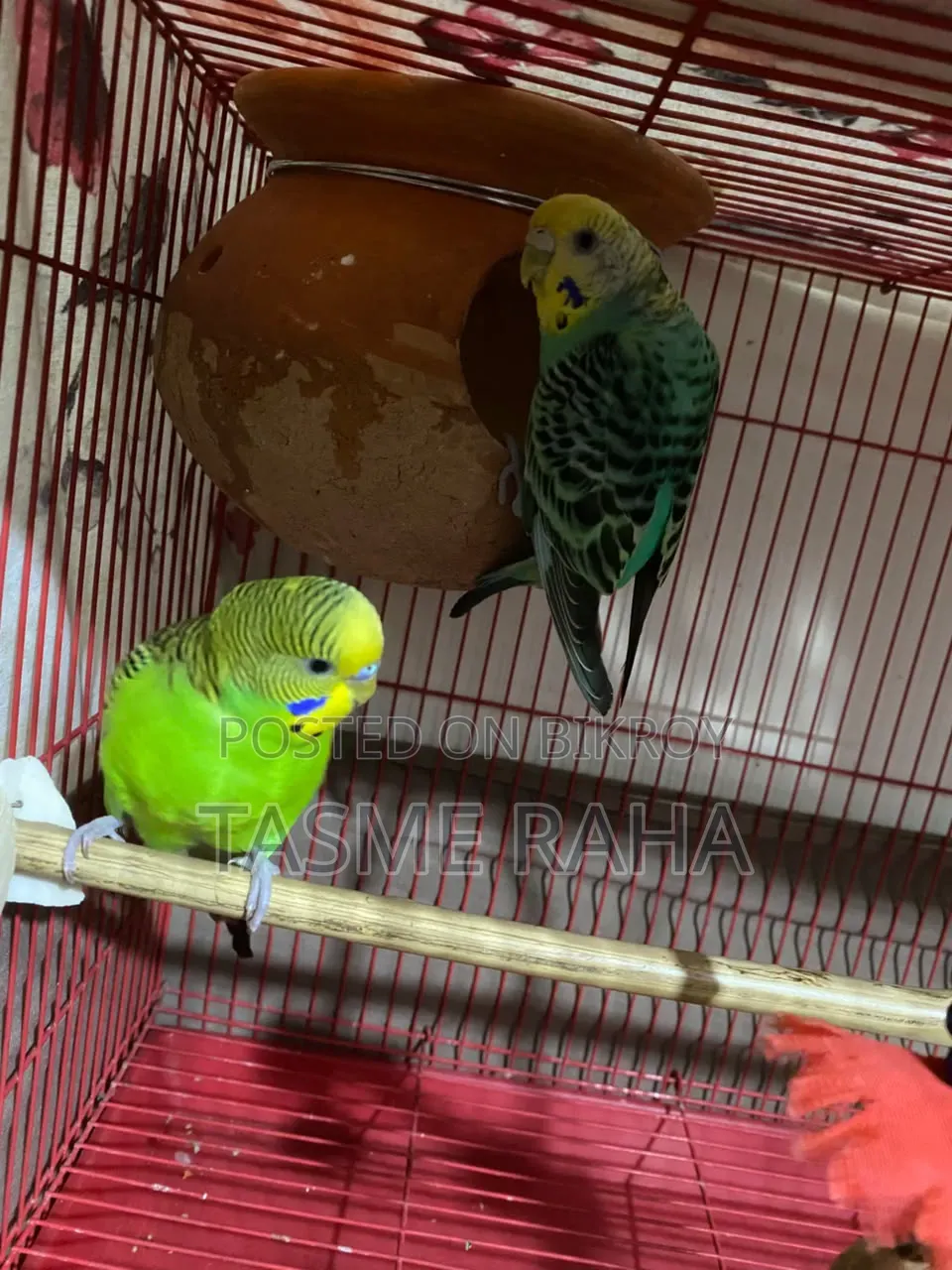 Beautiful Budgies