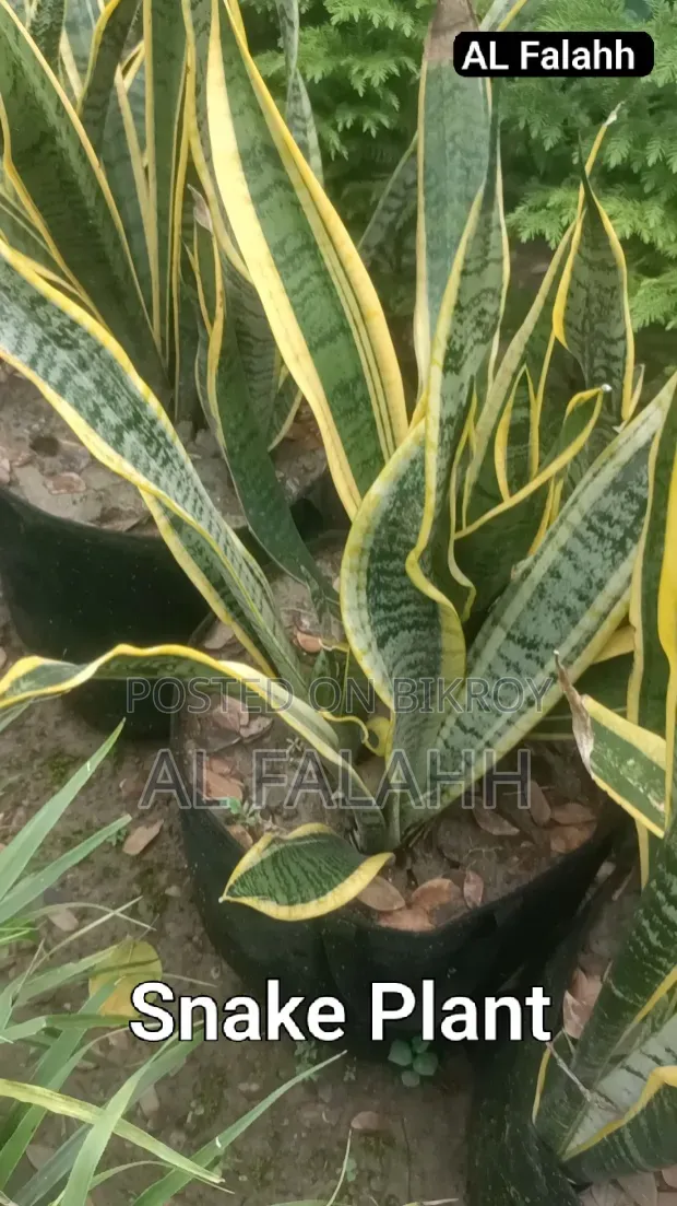 Snake Plant