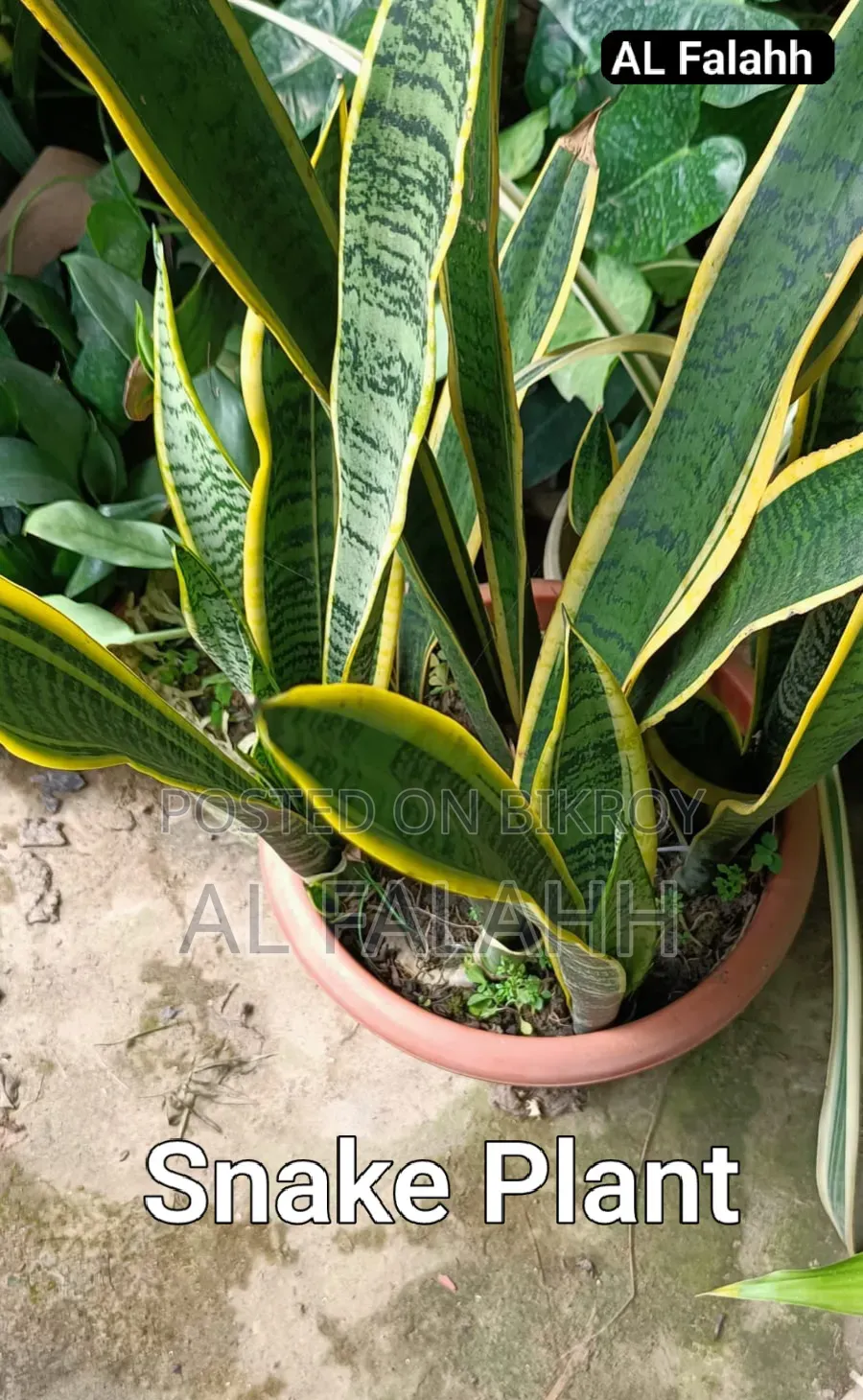 Snake Plant