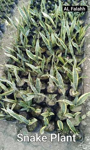 Snake Plant
