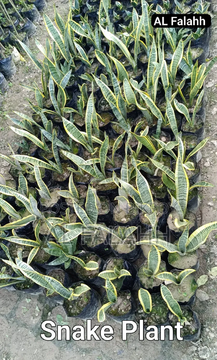 Snake Plant