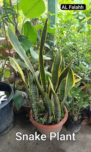 Snake Plant
