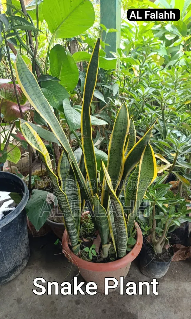 Snake Plant
