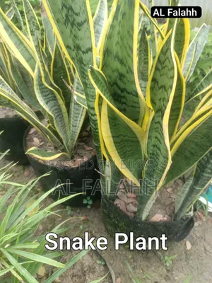 Snake Plant