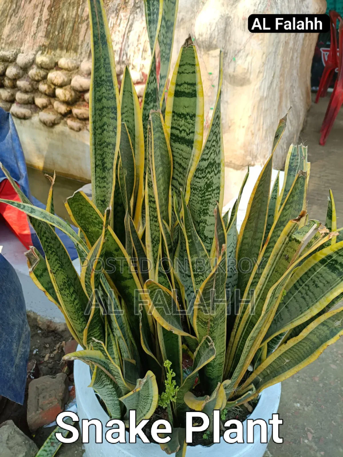 Snake Plant
