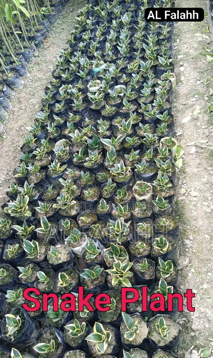Snake Plant