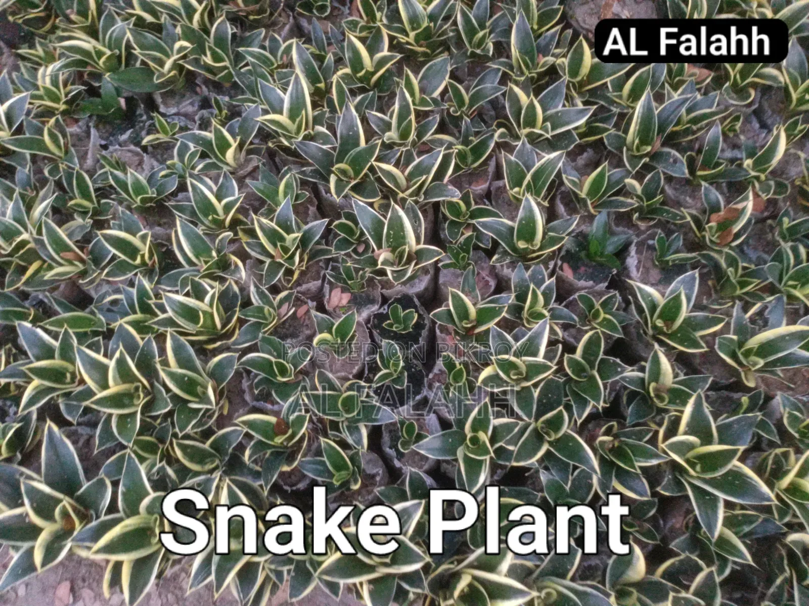 Snake Plant