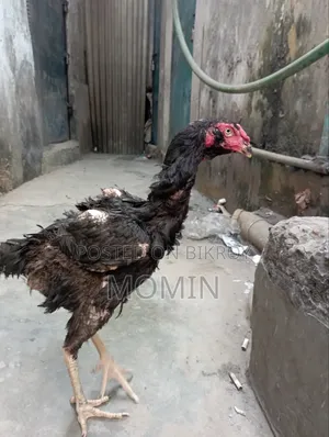 ইন্ডিয়ান আসলি মুরগি