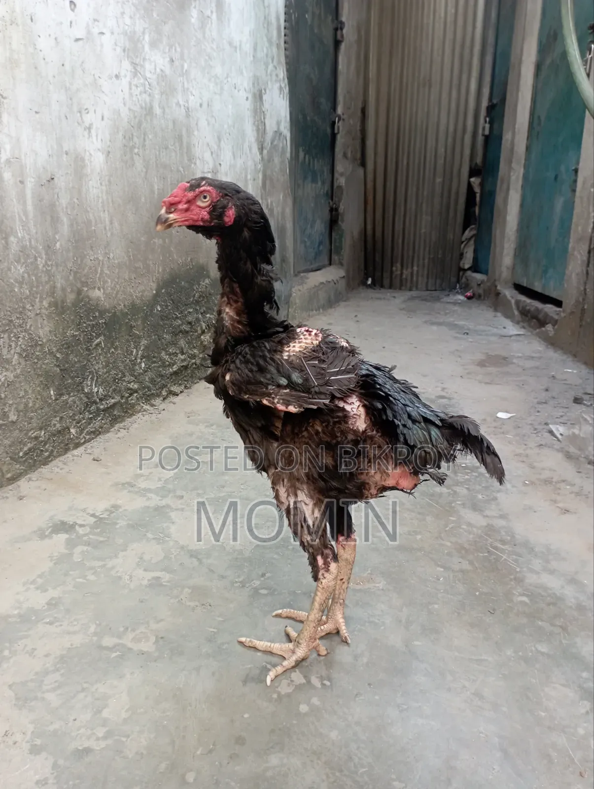 ইন্ডিয়ান আসলি মুরগি