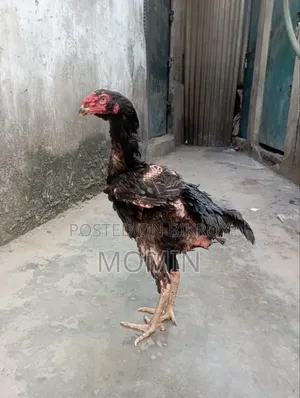 ইন্ডিয়ান আসলি মুরগি