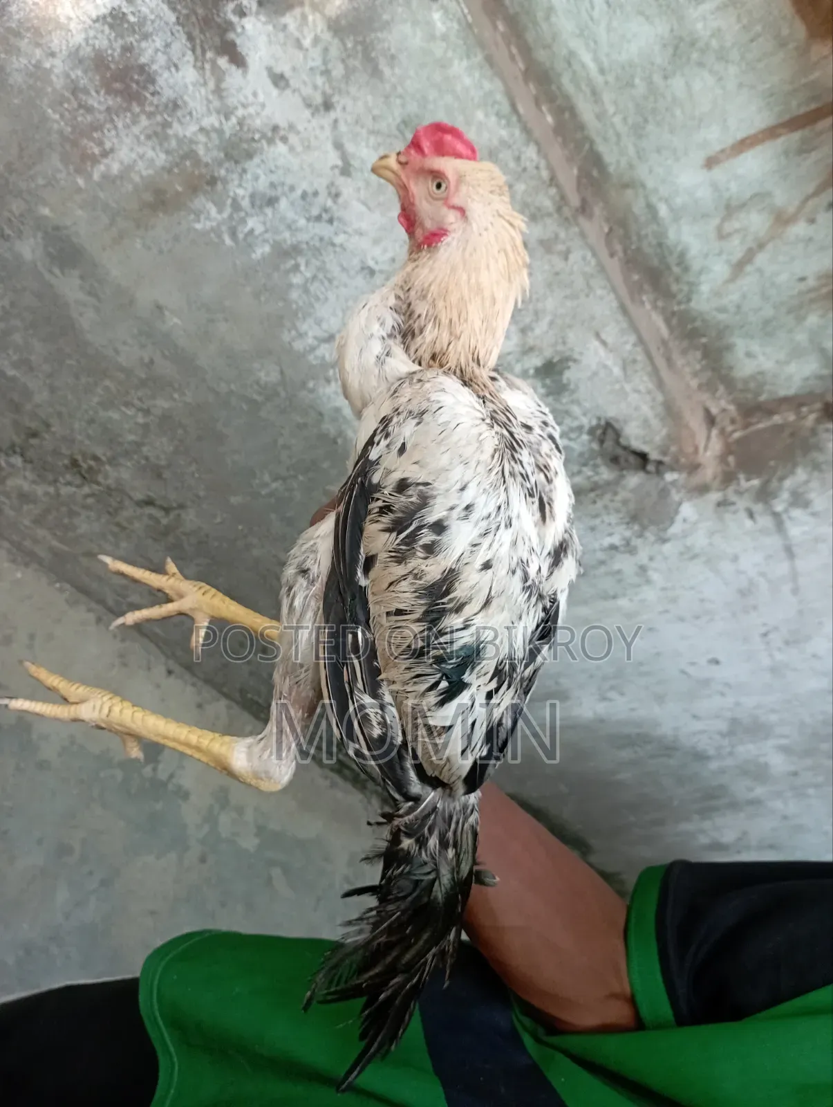 ইন্ডিয়ান আসলি মুরগি