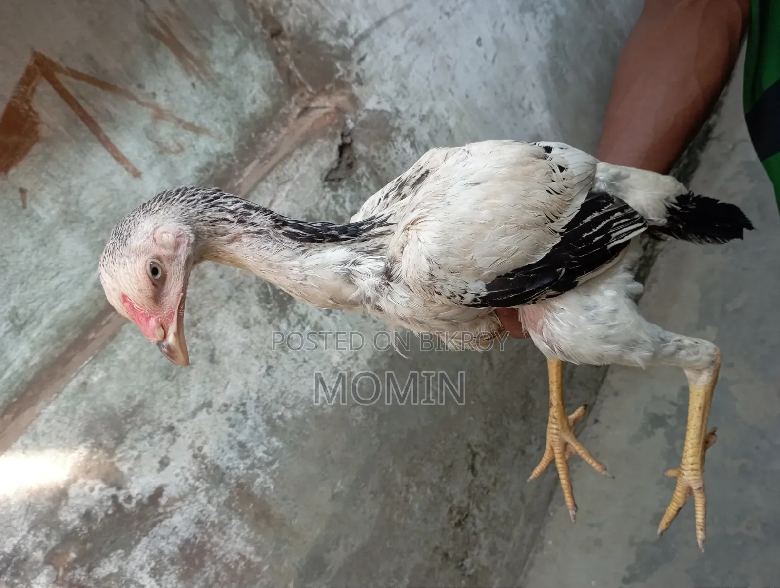 ইন্ডিয়ান আসলি মুরগি