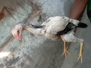 ইন্ডিয়ান আসলি মুরগি