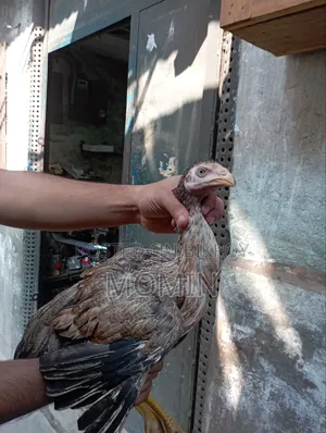 ইন্ডিয়ান আসলি মুরগি